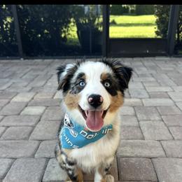 Miniature Australian Shepherd All Grown Up from Norby's Mini Aussies