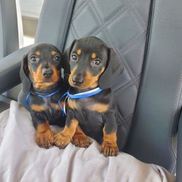 Dachshund Puppies from Lisa's Dachshunds