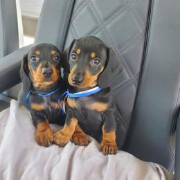 Dachshund Puppies from Lisa's Dachshunds