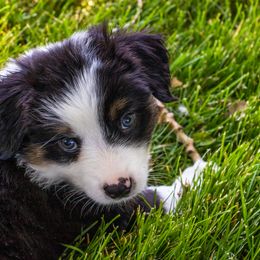 Miniature American Shepherd and Miniature Australian Shepherd Puppies from Bellewynd Acres