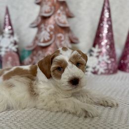 Miniature Schnauzer Puppies from Dixie Pearl Schnauzers
