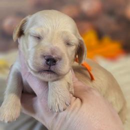 Afton - Cream male Dachshund puppy in Romney, Indiana from Brown's Valley Dachshunds