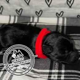 Red Collar - Black male Miniature Schnauzer puppy in Conroe, Texas from Wowzers Mini Schnauzers