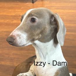 Izzy - Dachshund