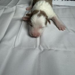 F6 - Red merle female Border Collie puppy in Meridian, Mississippi from Border Hollow Border Collies