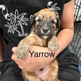 Yarrow blue collar - Brown male Whoodle puppy in Pima, Arizona from Schmidt's K9s