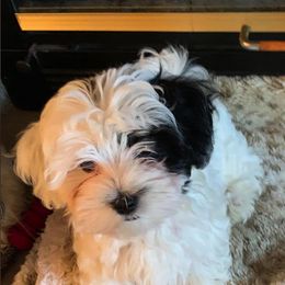 Havanese Puppies from Dearheart Havanese