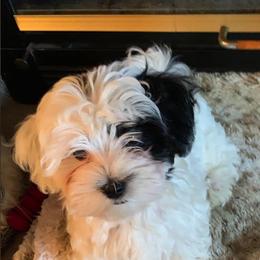 Havanese Puppies from Dearheart Havanese