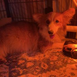 Pembroke Welsh Corgi puppies from AAA Corgis