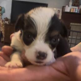 Hugie - Sable male Pembroke Welsh Corgi puppy in Saint George, South Carolina from Carolina cotton candy corgis