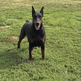 Doberman Pinscher puppies from Gold Star Canines