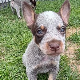 Cedar - Blue male Australian Cattle Dog puppy in Atwood, Kansas from Grit ‘n’ Grace Ranch
