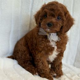 Sock (6 -8 lbs full grown) - Red  male Goldendoodle puppy in Phelan, California from High Desert Doodles - the original