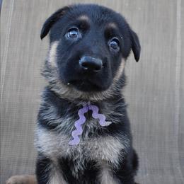 Purple Girl - Black and tan female German Shepherd puppy in Grants Pass, Oregon from Granville German Shepherds