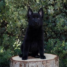 Aurora - Black female German Shepherd puppy in Coarsegold, California from Yosemite Shepherds