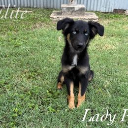 Lady Pink - Black & white female Miniature Australian Shepherd puppy in Corpus Christi, Texas from Elite Miniature Australian Shepherds