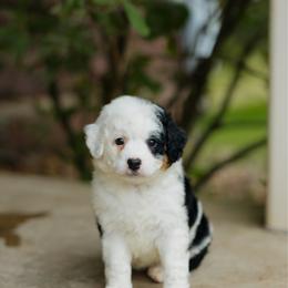 Lily MICRO - female Australian Mountain Doodle puppy in Dalton, Ohio from Haven Doodles