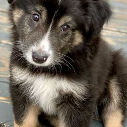 Miniature Australian Shepherd Puppies from Water's Edge Aussies