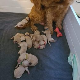 Poodle Puppies from Pampered Pawz