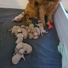 Poodle Puppies from Pampered Pawz