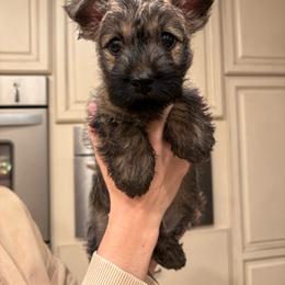 Meg - Wheaten brindle female Cairn Terrier puppy in Clayton, Indiana from Hoosier Cairn Terriers