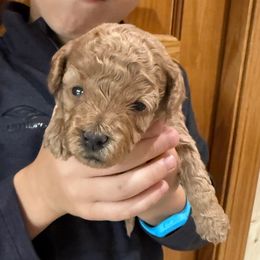Hazel - Cream female Cavapoo puppy in River Falls, Wisconsin from Dottie's Doodles