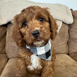 Clay - Red male Australian Labradoodle puppy in Harrisonville, Missouri from Blessed Day Doodles