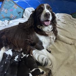 English Springer Spaniel puppies from Hat Trick Springer Spaniels