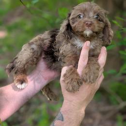 Jellybean - Merle female Cavapoo puppy in Coshocton, Ohio from Forever Family Puppies