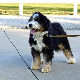 Angie - Bernedoodle