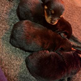 Girl first pick (Reserved by Breeder) - Black and mahogany female Rottweiler puppy in Fredericktown, Missouri from Obsessions Rottweiler