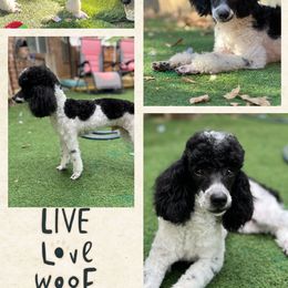 Boy 2 - Parti male Poodle puppy in Dallas, Texas from Infinity Poodles