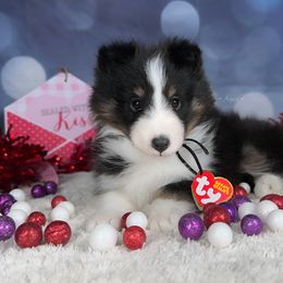 Grace - Shetland Sheepdog puppy in Elk, Washington from Asgard Shetland Sheepdogs
