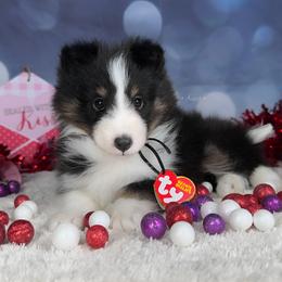 Grace - Shetland Sheepdog puppy in Elk, Washington from Asgard Shetland Sheepdogs