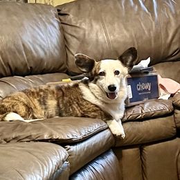 Dixie - Cardigan Welsh Corgi