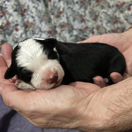 Boy 2 - Black male Border Collie puppy in Memphis, New York from Dual Traxx Border Collies