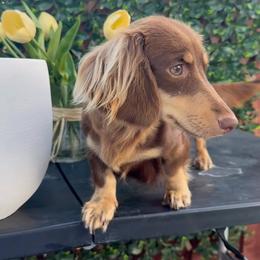 Lady - Dachshund