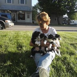 Border Collie Puppies from Rosann's Collies