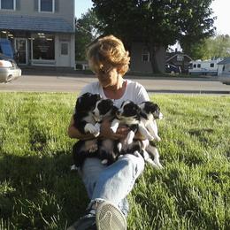 Border Collie Puppies from Rosann's Collies