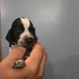 Grey collar male - Black and white male German Shorthaired Pointer puppy in New York from Bishop Kennels
