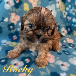 Rocky - Red male Shih Tzu puppy in Hemet, California from Aloha Shih Tzu
