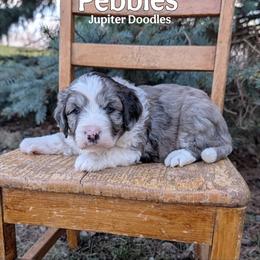 Pebbles - Blue merle female Aussiedoodle puppy in Lake Bronson, Minnesota from Jupiter Doodles
