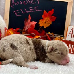 Roselle (Ellee) - Liver and white female Cardigan Welsh Corgi puppy in Crystal River, Florida from Coopers Korner