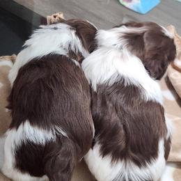 Shih Tzu Puppies from Kuddly Creatures
