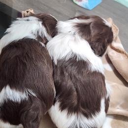 Shih Tzu Puppies from Kuddly Creatures