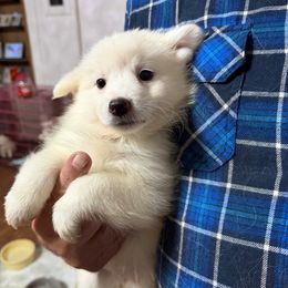 Green collar - White female American Eskimo Dog puppy in Port Clinton, Pennsylvania from Angelfrost American Eskimo puppies