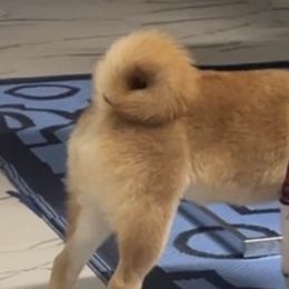 Shiba Inu from Huntley’s Champion Shibas