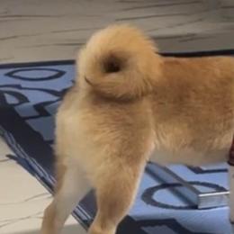 Shiba Inu from Huntley’s Champion Shibas