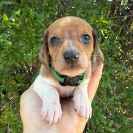 Puppy 4 - Red male Dachshund puppy in Riverside, California from Saddle Up Dachshunds