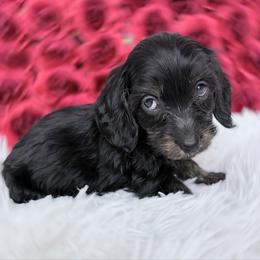 Cole silky wire or longhair still deciding - Black and tan male Dachshund puppy in Richmond, Virginia from Irresistible Dachshunds & Cavaliers